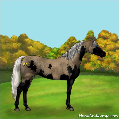 Horse Color:Void Silver Smoky Black Splash 