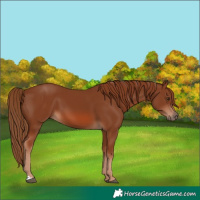 Horse Color:Chestnut 