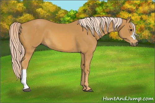 Horse Color:Palomino 