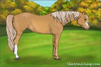 Horse Color:Palomino 
