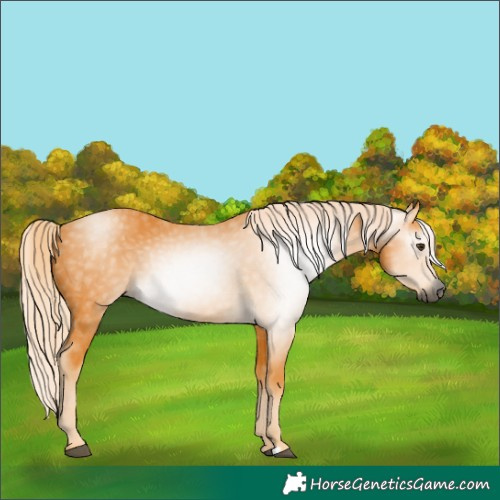 Horse Color:Gray Palomino 