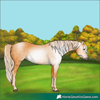 Horse Color:Gray Palomino 