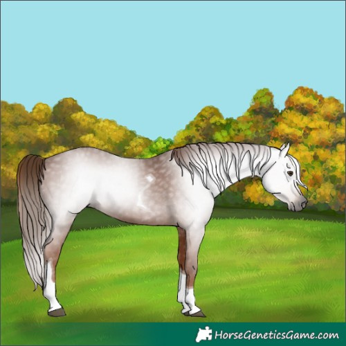 Horse Color:Gray Chestnut Tobiano