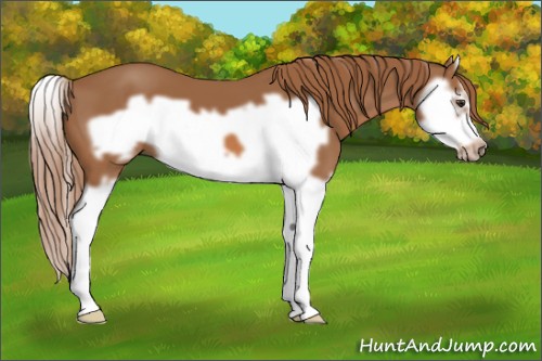 Horse Color:Chestnut Splash Frame