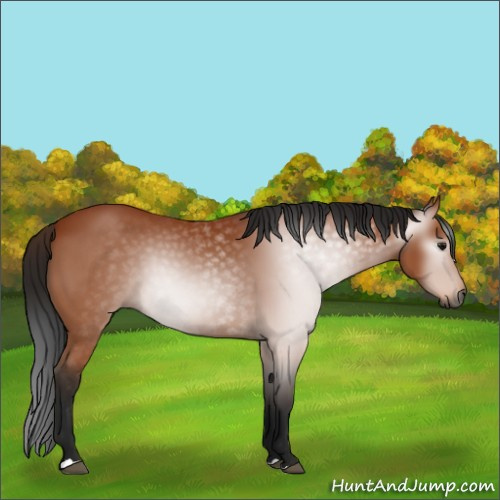 Horse Color:Gray Bay 