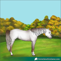 Horse Color:Gray Chestnut 