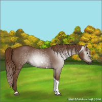 Horse Color:Gray Chestnut Tobiano 