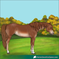 Horse Color:Chestnut 