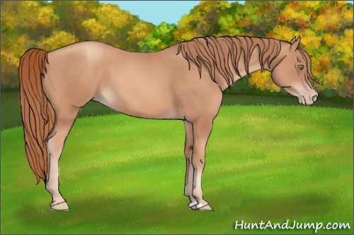 Horse Color:Gold Champagne