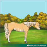 Horse Color:Palomino Sabino