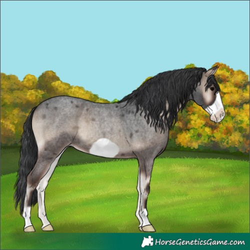 Horse Color:Blue Onyx Roan Frame 