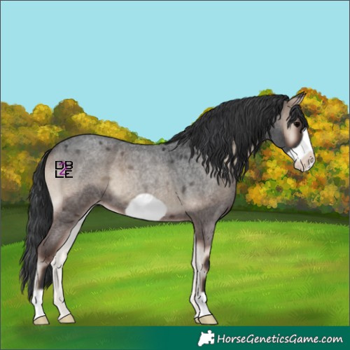 Horse Color:Blue Onyx Roan Frame 