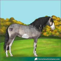 Horse Color:Blue Onyx Roan Frame 