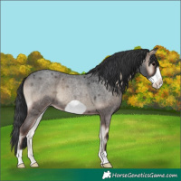 Horse Color:Blue Onyx Roan Frame 