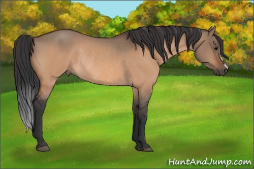 Horse Color:Brown Dun Rabicano 