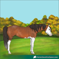 Horse Color:Bay Splash 