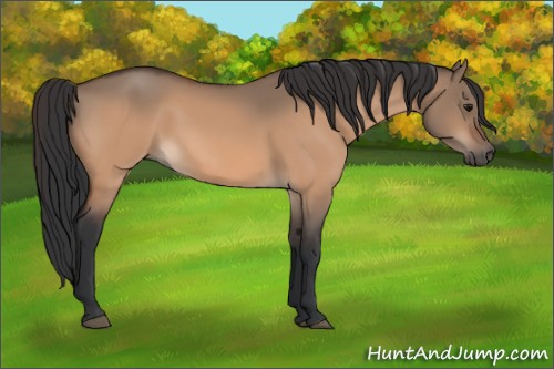 Horse Color:Bay Dun Rabicano 