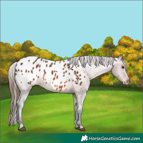 Horse Color:Brown Appaloosa