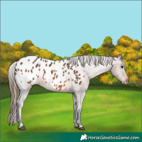 Horse Color:Brown Appaloosa 