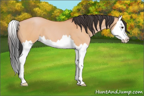 Horse Color:Bay Dun Splash 