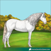 Horse Color:White Spotted Classic Champagne Pearl Appaloosa