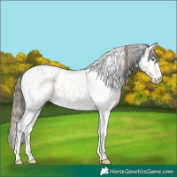 Horse Color:White Spotted Amber Champagne Appaloosa 