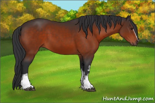 Horse Color:White Spotted Brown 