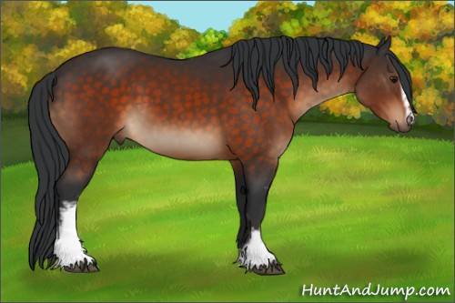 Horse Color:White Spotted Brown 