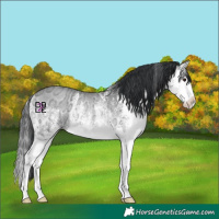 Horse Color:White Spotted Blue Onyx Chinchilla Ice Splash Rabicano