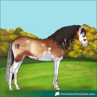 Horse Color:Bay Onyx Splash 