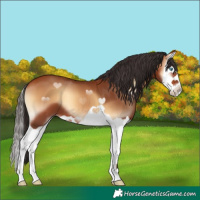 Horse Color:Bay Onyx Splash 