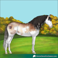 Horse Color:Bay Onyx Splash