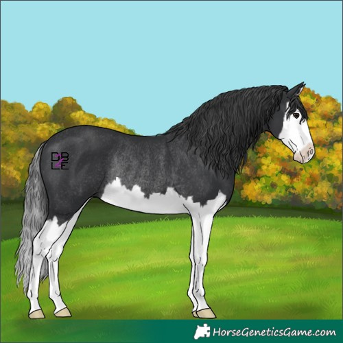 Horse Color:Black Splash Rabicano