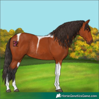 Horse Color:Bay Tobiano Rabicano 