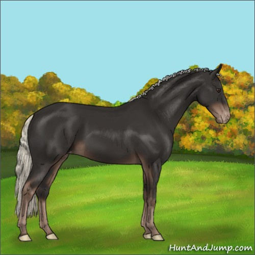 Horse Color:Liver Chestnut Mushroom Appaloosa 