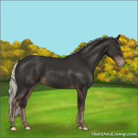 Horse Color:Liver Chestnut Mushroom Appaloosa 