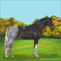 Horse Color:Liver Chestnut Mushroom 