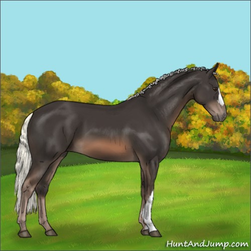 Horse Color:Liver Chestnut Mushroom