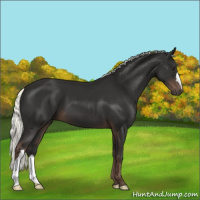 Horse Color:Liver Chestnut Mushroom 