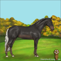 Horse Color:Liver Chestnut Mushroom 