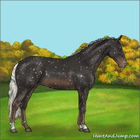 Horse Color:Liver Chestnut Mushroom Appaloosa 