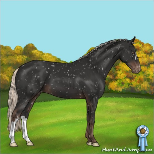 Horse Color:Liver Chestnut Mushroom Appaloosa 