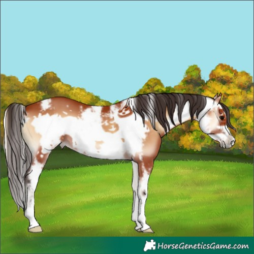Horse Color:Bay Onyx Sabino Frame 