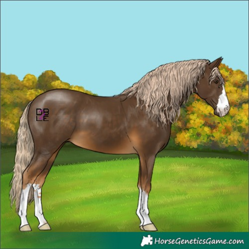 Horse Color:Chocolate Palomino 