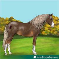 Horse Color:Chocolate Palomino
