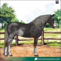 Horse Color:Liver Chestnut Mushroom