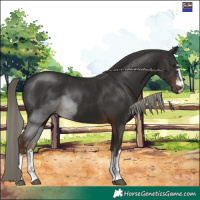 Horse Color:Liver Chestnut Mushroom 