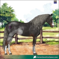Horse Color:Liver Chestnut Mushroom 