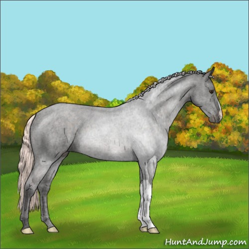 Horse Color:Liver Chestnut Mushroom