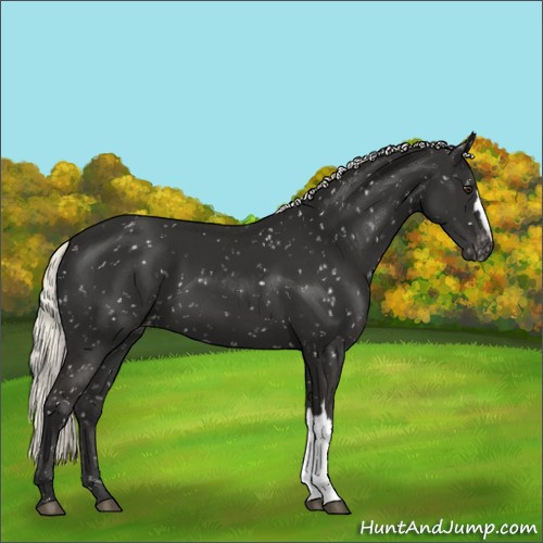 Horse Color:Liver Chestnut Mushroom Appaloosa 